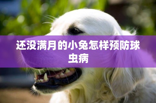 還沒滿月的小兔怎樣預防球蟲病