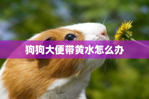 狗狗大便帶黃水怎么辦