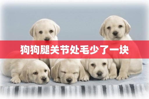 狗狗腿關節處毛少了一塊
