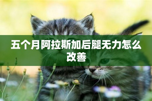 五個月阿拉斯加后腿無力怎么改善