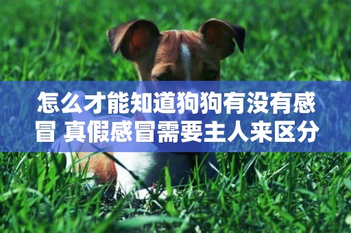 怎么才能知道狗狗有沒有感冒 真假感冒需要主人來區分！