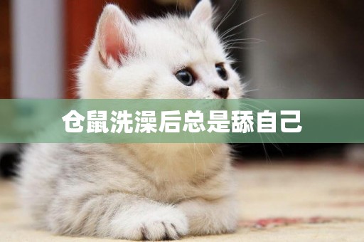 倉鼠洗澡后總是舔自己