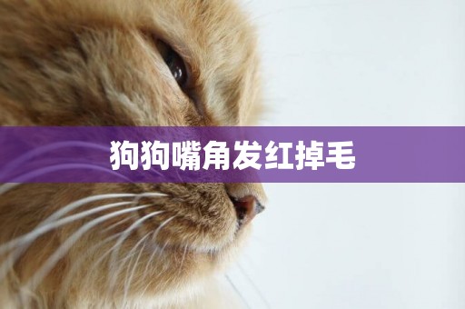 狗狗嘴角發紅掉毛