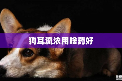 狗耳流濃用啥藥好