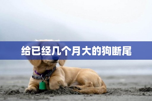 給已經幾個月大的狗斷尾