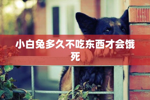 小白兔多久不吃東西才會餓死