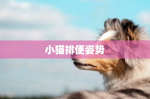 小貓排便姿勢