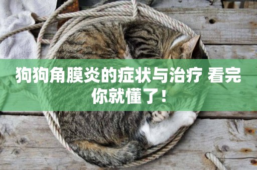 狗狗角膜炎的癥狀與治療 看完你就懂了！