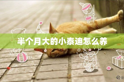 半個月大的小泰迪怎么養