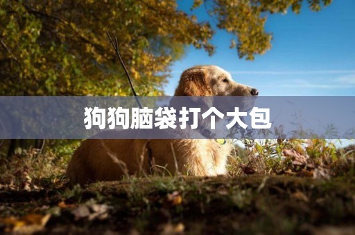 狗狗腦袋打個大包