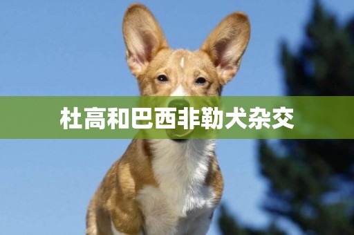 杜高和巴西非勒犬雜交