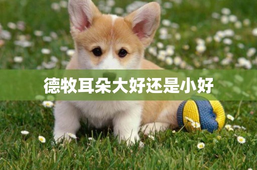 德牧耳朵大好還是小好