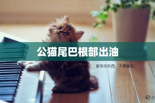 公貓尾巴根部出油