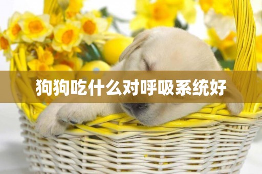 狗狗吃什么對呼吸系統好