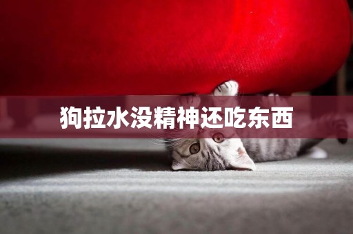 狗拉水沒精神還吃東西