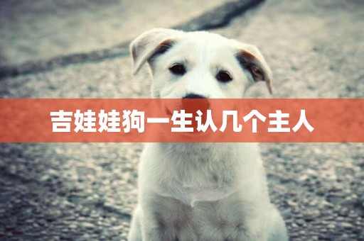 吉娃娃狗一生認幾個主人
