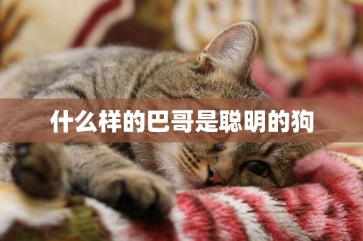 什么樣的巴哥是聰明的狗