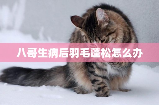 八哥生病后羽毛蓬松怎么辦