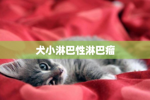 犬小淋巴性淋巴瘤