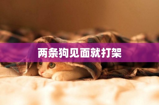 兩條狗見面就打架