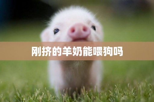 剛擠的羊奶能喂狗嗎