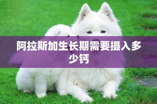 阿拉斯加生長期需要攝入多少鈣