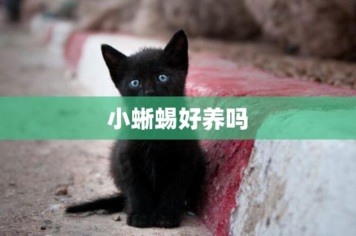 小蜥蜴好養嗎