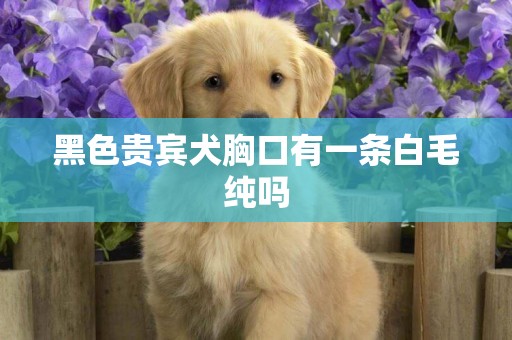 黑色貴賓犬胸口有一條白毛純嗎
