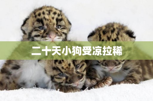 二十天小狗受涼拉稀
