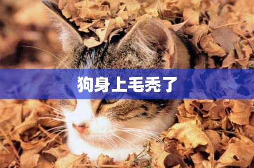 狗身上毛禿了