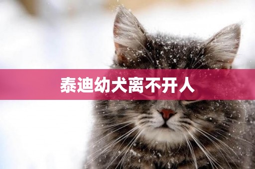 泰迪幼犬離不開人
