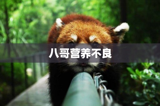 八哥營養不良