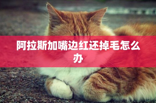 阿拉斯加嘴邊紅還掉毛怎么辦