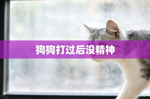 狗狗打過后沒精神