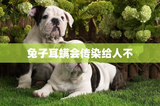 兔子耳螨會傳染給人不