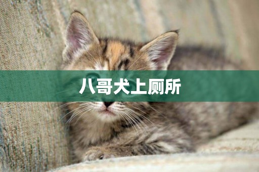 八哥犬上廁所