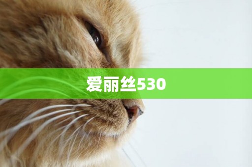 愛麗絲530