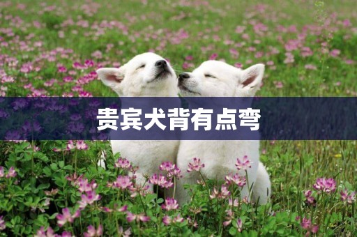 貴賓犬背有點彎