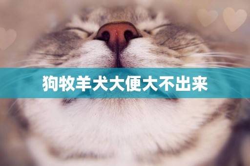 狗牧羊犬大便大不出來