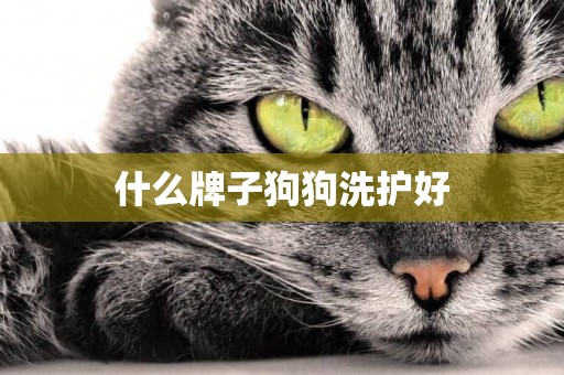什么牌子狗狗洗護好