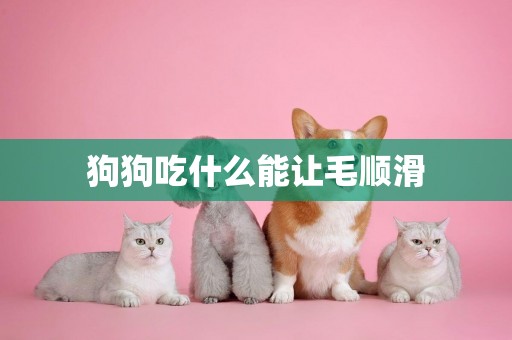 狗狗吃什么能讓毛順滑