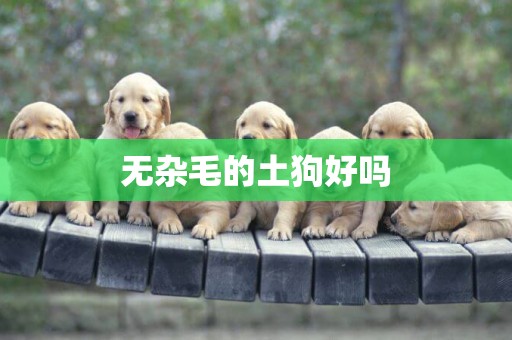 無雜毛的土狗好嗎