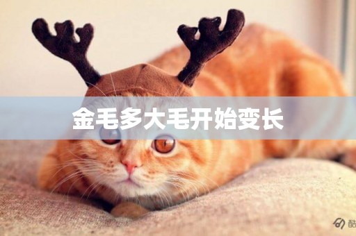 金毛多大毛開始變長