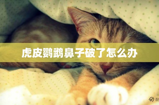 虎皮鸚鵡鼻子破了怎么辦