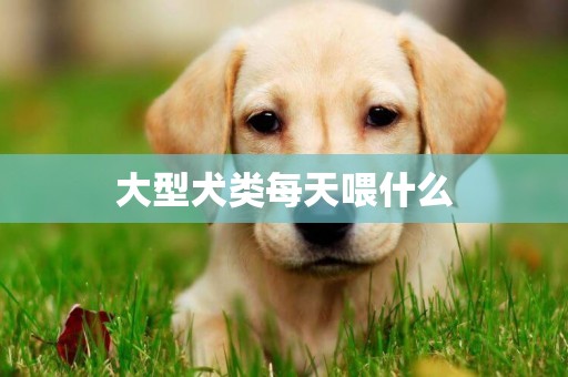 大型犬類每天喂什么