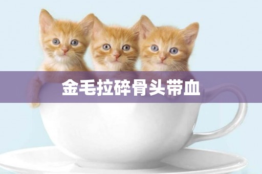 金毛拉碎骨頭帶血