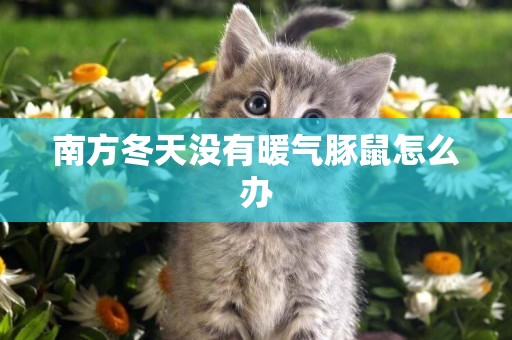 南方冬天沒有暖氣豚鼠怎么辦