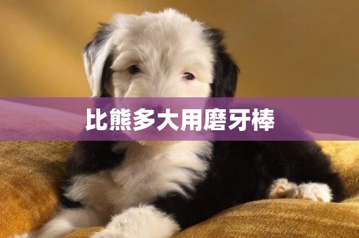 比熊多大用磨牙棒