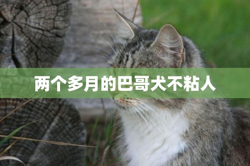 兩個多月的巴哥犬不粘人