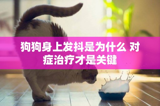 狗狗身上發抖是為什么 對癥治療才是關鍵